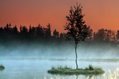 Lonely birch Lonely birch