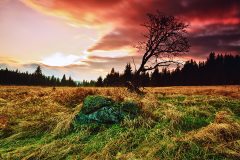 Lonely tree at Filipova Hut