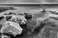 Drowned little pine (b&w) Drowned little pine (b&w)