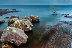 Drowned little pine Drowned little pine