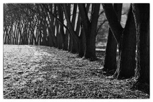 Alley of old trees on the edge of river Photoevent Karov slade 8