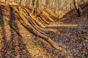 Painted Glen full of trees, leaves and shadows Photoevent Karov slade 7