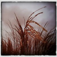 In the wind – from Instagram