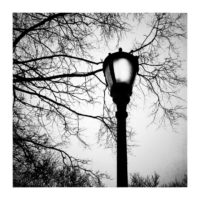 Branches and lantern – from Instagram