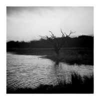 Lonely Tree (Loch Awe) – from Instagram