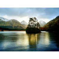 Pines on the island – from Instagram