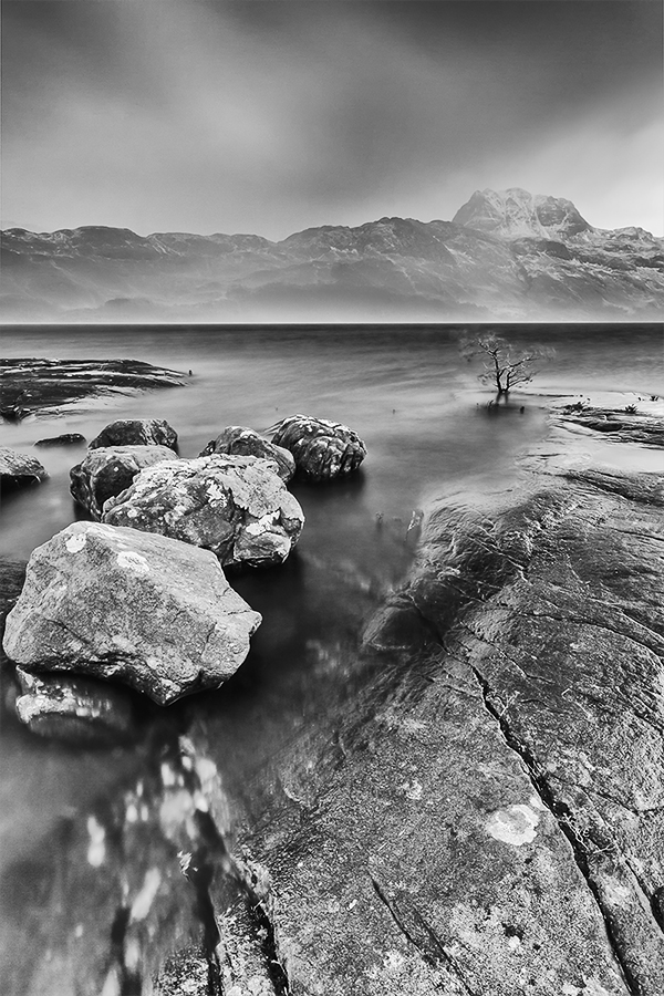 Drowned little pine 2 Drowned little pine (b&w)