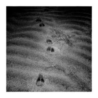 Deer hooves (b&w version) – from Instagram