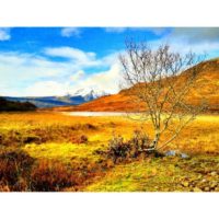 Lonely birch – from Instagram