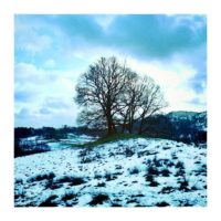 Lonely Tree near Crag Head – from Instagram