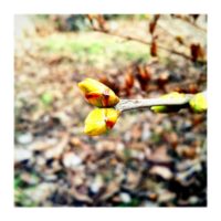 Spring is on the way – from Instagram