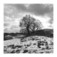 Lonely Tree near Crag Head (b&w edit) – from Instagram