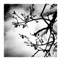 Twigs – from Instagram