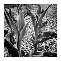 Buds of Tulips – from Instagram