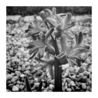 Spring blossom – from Instagram