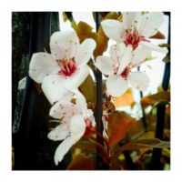 Cherry-tree – from Instagram