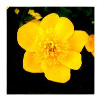Marsh marigold – from Instagram