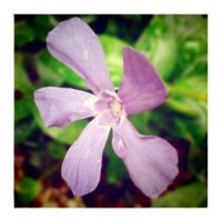 Periwinkle – from Instagram