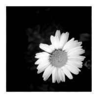 Daisy – from Instagram