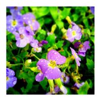 After rain – from Instagram