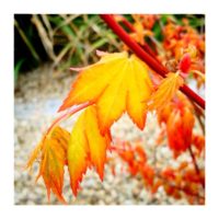 Maple leaves – from Instagram