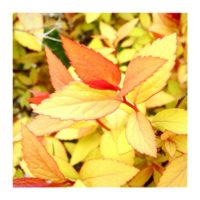 Colored leaves – from Instagram