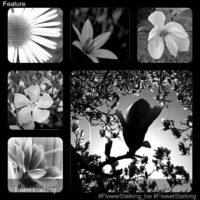 My photo Propeller featured by @flowerstalking