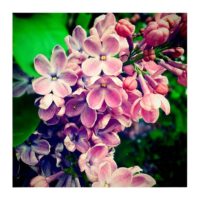 Lilac – from Instagram