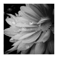 Drops on petals – from Instagram