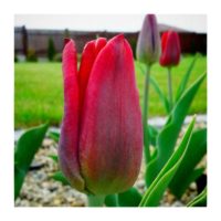 Tulips rising – from Instagram