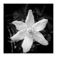 Wood anemone – from Instagram