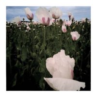 Poppies II. – from Instagram