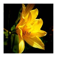 The enlightened – from Instagram