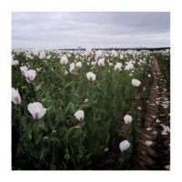 Poppies road – from Instagram