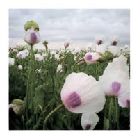 Poppies III. – from Instagram