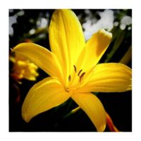Illuminated lily – from Instagram