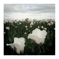 Poppies IV. – from Instagram