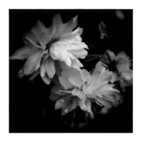 Dog-rose – from Instagram