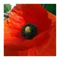 Red weed – from Instagram