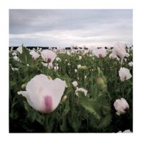 Poppies I. – from Instagram