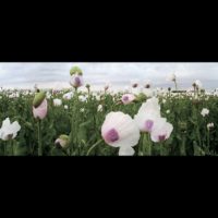 Poppies field – from Instagram