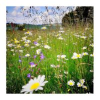 Mountain meadows – from Instagram