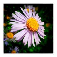 To the sun – from Instagram