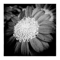 Small star – from Instagram