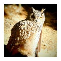 Euroasian Eagle Owl – from Instagram