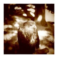 White-tailed eagle – from Instagram