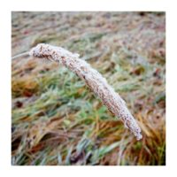 Hoariness – from Instagram