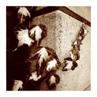 The wall – from Instagram