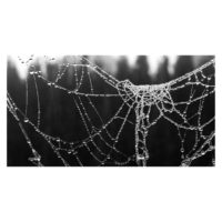 The Web – from Instagram