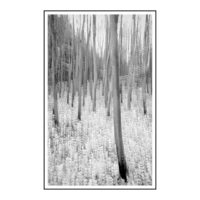 Oak wood in movement